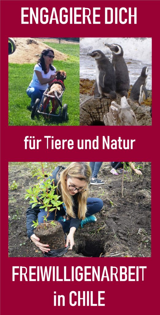 Anzeige Tierprojekte