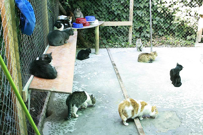 Volunteer Work with Stray Cats Chile Inside