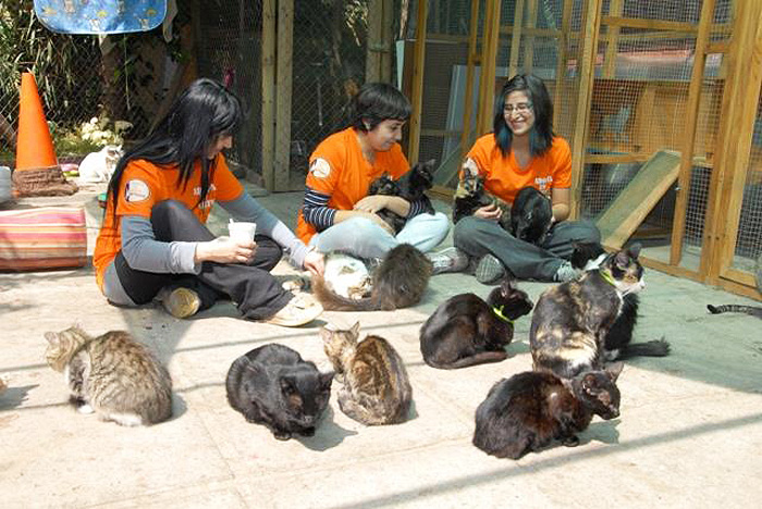 Freiwilligenarbeit im Katzenhaus Chile