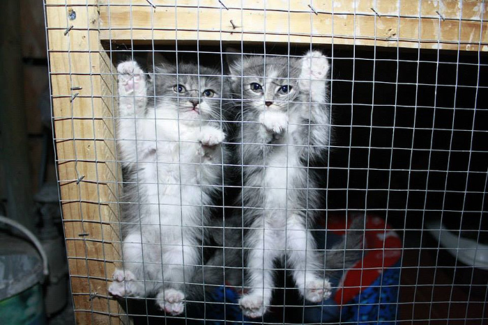 Volunteer Work Animal Welfare Chile Inside