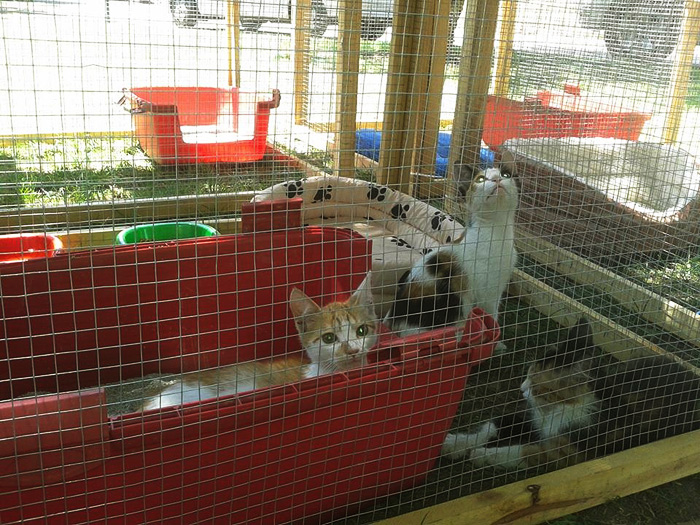 Street cat welfare project volunteer Chile Inside