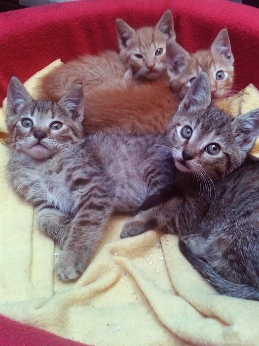 Street cats Chile Volunteer Chile Inside