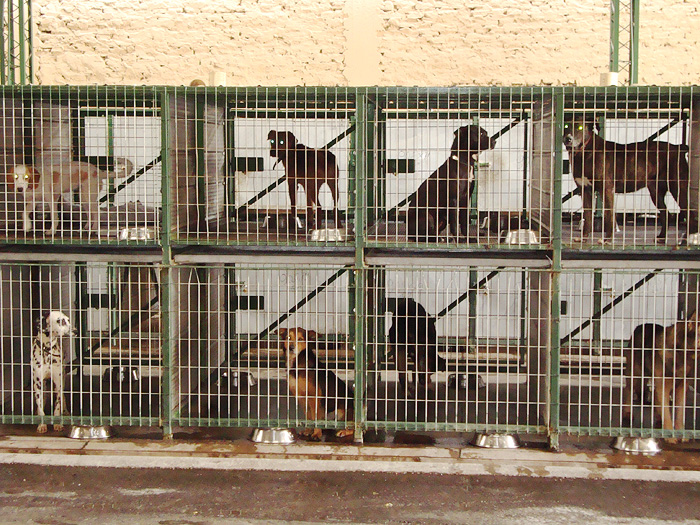 Freiwilligenprojekt zur Rettung von Straβenhunden Chile Inside