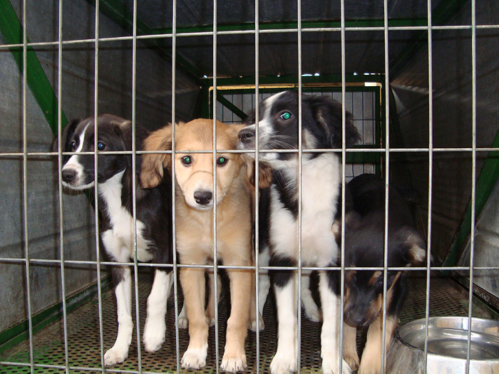 Straßenhunde in Südamerika retten Chile Inside