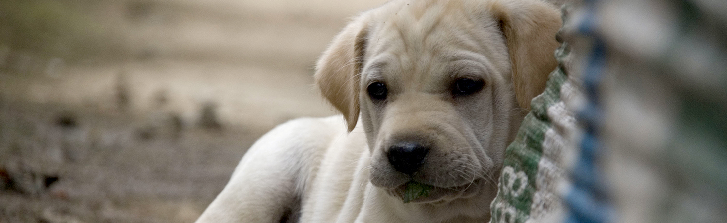 Michaela in der HundeAuffangstation Chile Inside